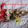 hoa cam tay 23 sen hong.jpg